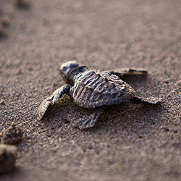 Your Survival Guide to Semester 1 at CDU