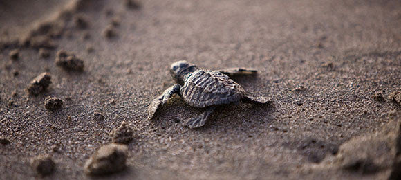 Your Survival Guide to Semester 1 at CDU