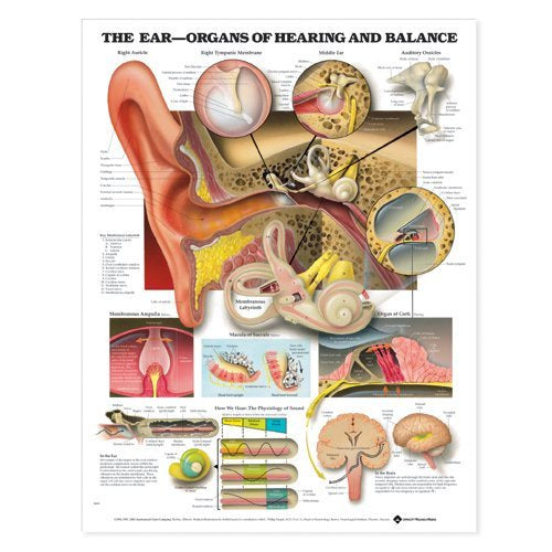 EAR ORGANS OF HEARING &amp; BALANCE LAMINATED WALL CHART