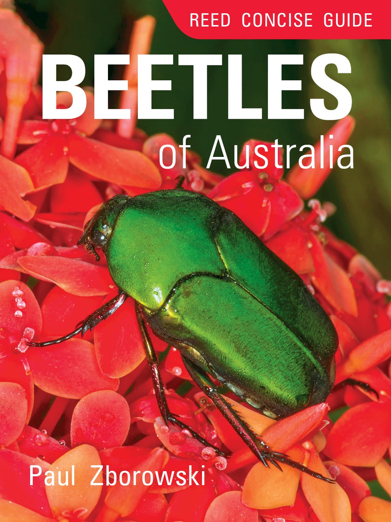 REED CONCISE GUIDE: BEETLES OF AUSTRALIA