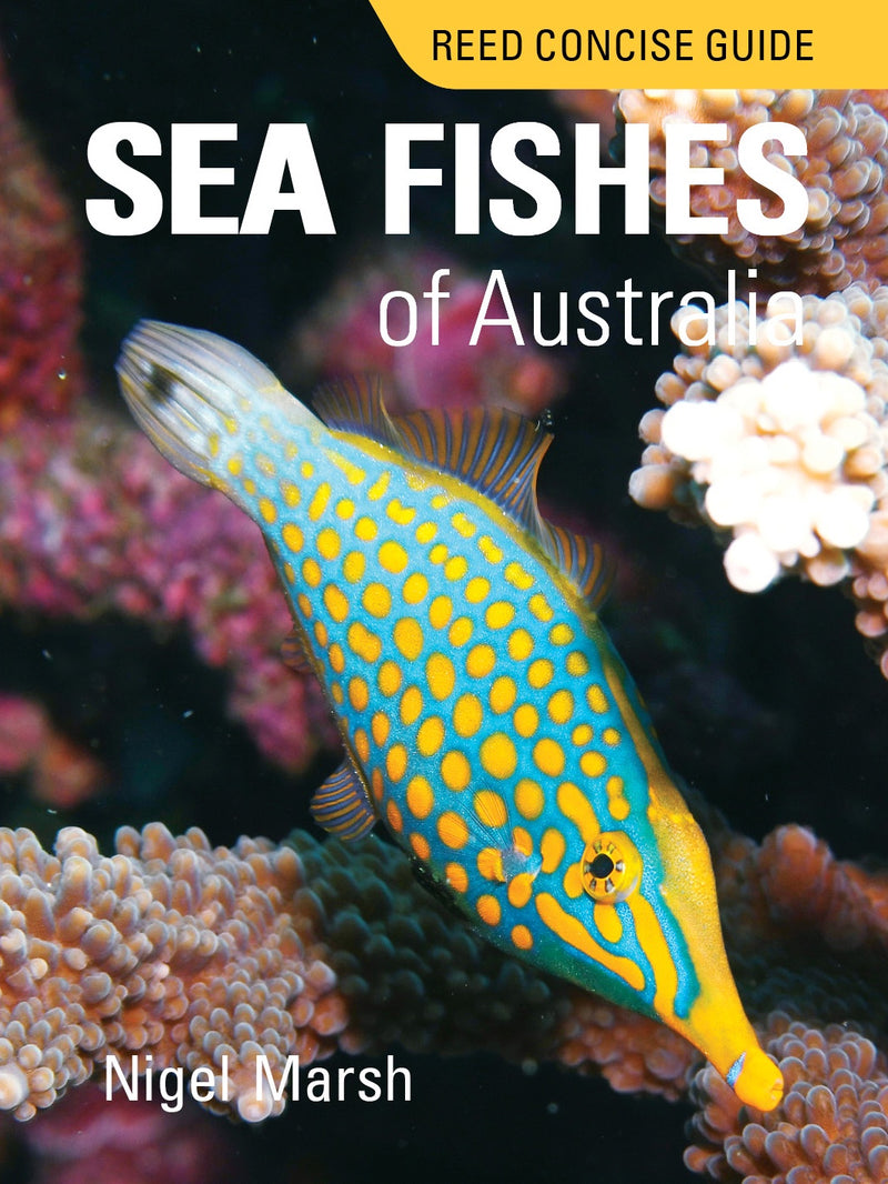 REED CONCISE GUIDE SEA FISHES OF AUSTRALIA