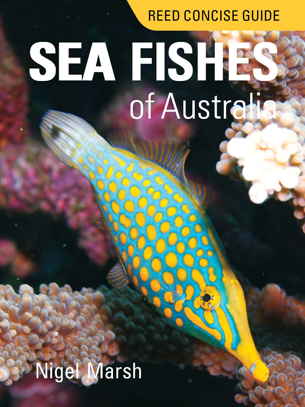 REED CONCISE GUIDE SEA FISHES OF AUSTRALIA