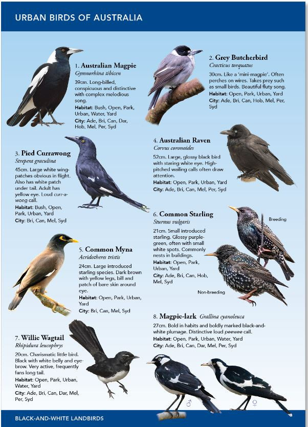 URBAN BIRDS OF AUSTRALIA-ID CHART