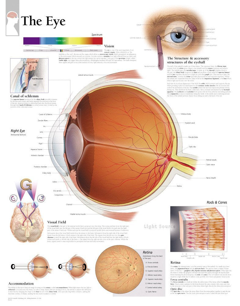 EYE LAMINATED WALL CHART