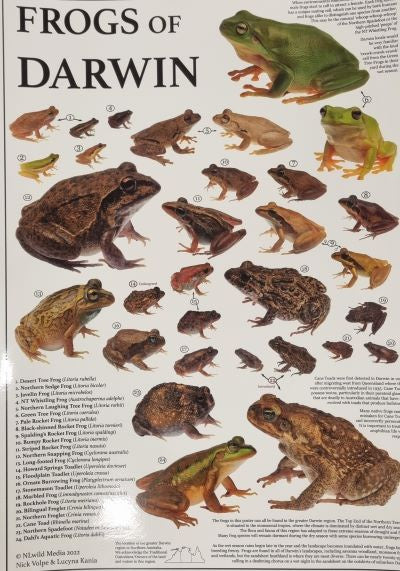 Frogs of Darwin Poster