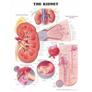 KIDNEY LAMINATED WALL CHART - Charles Darwin University Bookshop
