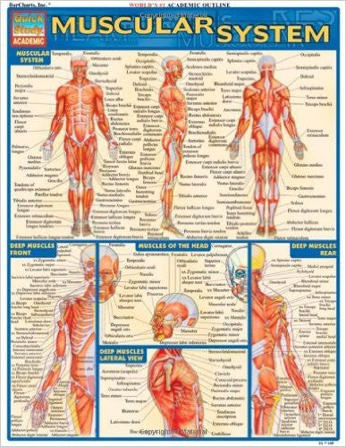 MUSCULAR SYSTEM - Charles Darwin University Bookshop
