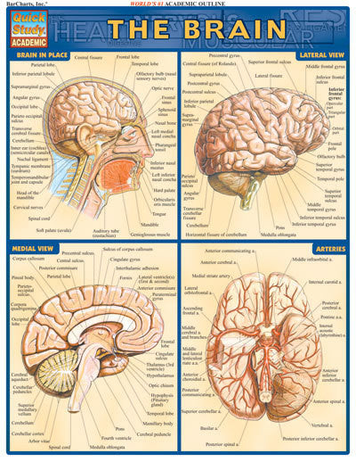 BRAIN - Charles Darwin University Bookshop
