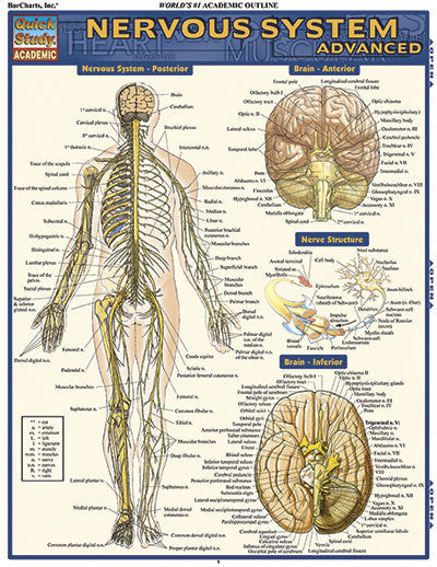 NERVOUS SYSTEM ADVANCED - Charles Darwin University Bookshop

