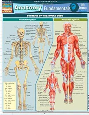 ANATOMY FUNDAMENTALS LIFE