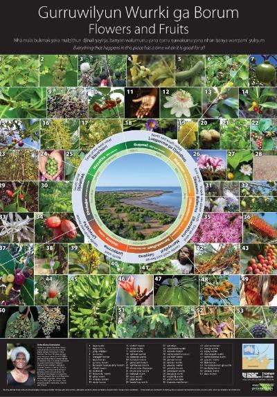 GURRUWILYUN WURRKI GA BORUM FLOWERS AND FRUITS POSTER - Charles Darwin University Bookshop
