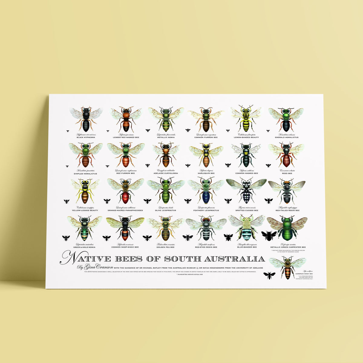 30 NATIVE BEES OF THE NORTHERN TERRITORY POSTER