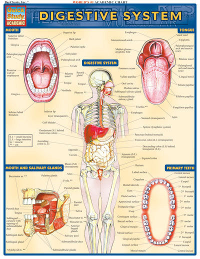 DIGESTIVE SYSTEM - Charles Darwin University Bookshop
