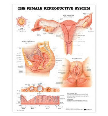 FEMALE REPRODUCTIVE SYSTEM LAMINATED WALL CHART - Charles Darwin University Bookshop
