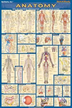 KunLS Poster Medicina Poster Corpo Umano Poster di Anatomia Scientifica per  Aule, Cliniche, Ospedali, Studi Medici Poster Senza Cornice B,60X80CM No  Frame : : Commercio, Industria e Scienza
