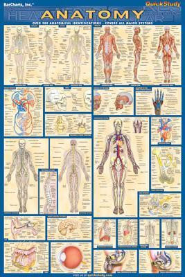 ANATOMY POSTER - Charles Darwin University Bookshop
