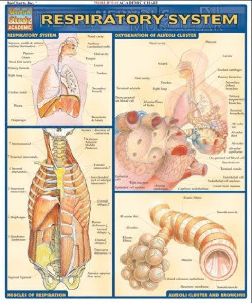 RESPIRATORY SYSTEM - Charles Darwin University Bookshop
