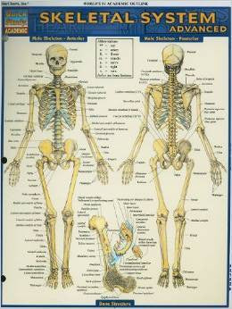 SKELETAL SYSTEM ADVANCED - Charles Darwin University Bookshop
